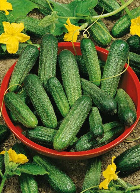 Gurķi Sonada F1 ( 10 sēklas)